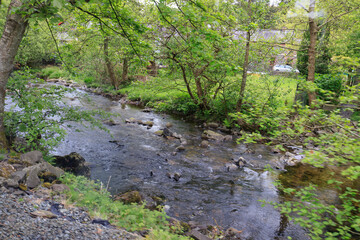 Tranquil Stream Amidst Green Nature