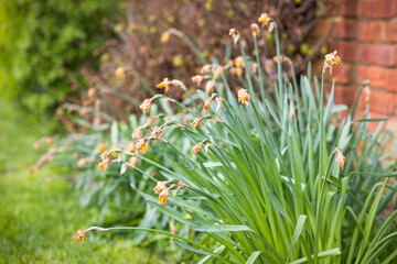 Daffodil deadheads in an English garden in spring