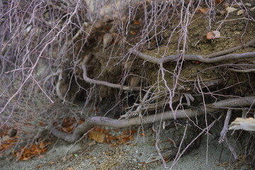 tree roots