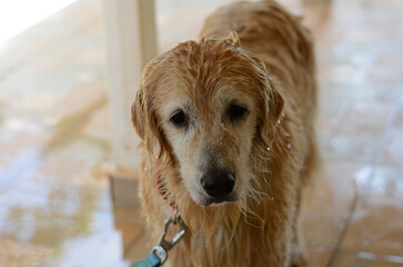 Goldens retrievers nadaram na piscina, mas não ficaram felizes na hora de tomar banho e secar.