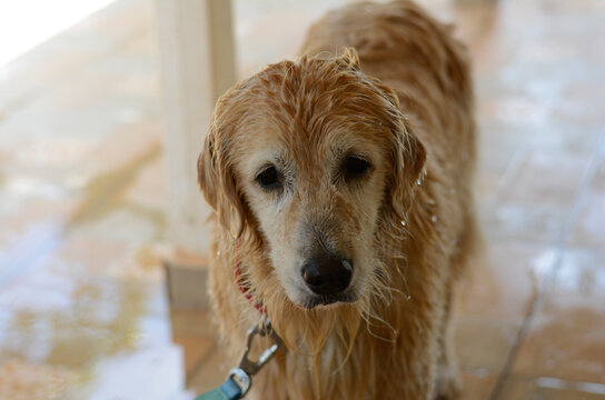 Goldens retrievers nadaram na piscina, mas n&atilde;o ficaram felizes na hora de tomar banho e secar.