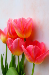 bouquet of tulips on pink background. spring bouquet	