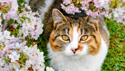 Naklejka na ściany i meble brown tabby cat with cherry blossom tree, 16:9 widescreen wallpaper / background with text space