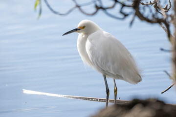 Snowy white egret waterbird perches upright along the shoreline of the pond water under the protection of vegetation