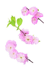Set of twigs with pink flowers isolated on transparent background. Prunus triloba blossom ( flowering plum, flowering almond). 
