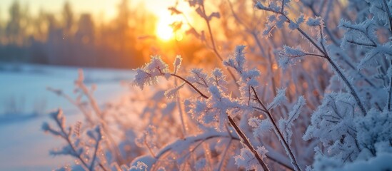 Beautiful frost covered plants at morning sunrise winter background. AI generated image
