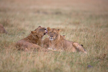 Lion Love