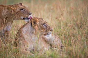 Lion Love