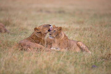 Lion Love