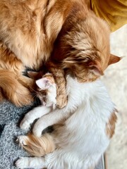 Cute ginger cat and white cat sleeping on the couch at home. Shallow depth of field. Selective focus.