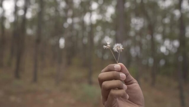 DIENTE DE LE&Oacute;N FLOR