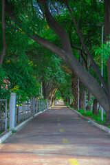 pedestrian path in public park surrounded by trees, illuminated by morning light