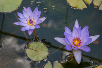top view of beautiful violet lotus flower (water lily)with green leaves in pond violet lotus flowers blooming
