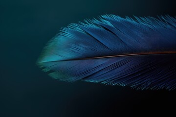 Beautiful closeup feather background in dark turquoise blue and teal colors. Macro texture of colorful fluffy feathers from tropical bird. Minimal abstract pattern with copy space
