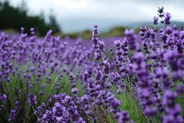 Obraz premium lavender grows in a field against the background of a lavender field