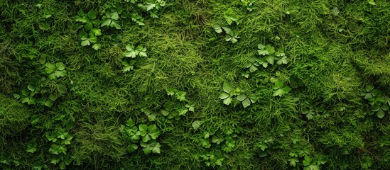 Fototapeta na wymiar Top view green moss nature texture background. AI generated image