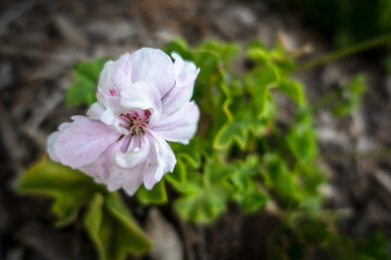 pink and white flowers