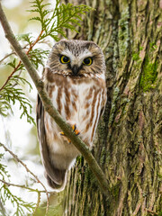 Northern Saw-whet Owl on spruce tree branch in winter
