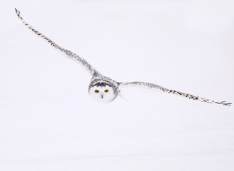 Female Snowy Owl in flight against sky