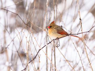 Female Northern Cardinal on a branch against snow covered trees in winter