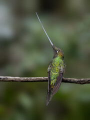 Sword-billed Hummingbird on stick, portrait  on green background