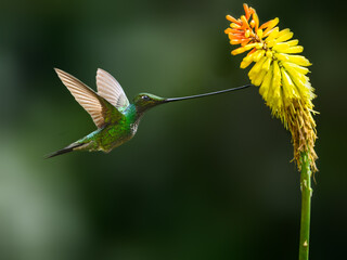 Sword-billed Hummingbird in flight collecting nectar from red yellow flowers on green background