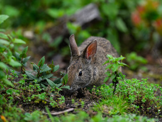 Naklejka na ściany i meble Andean Tapeti or Forest Rabbit from high-altitude of Andes slopes 