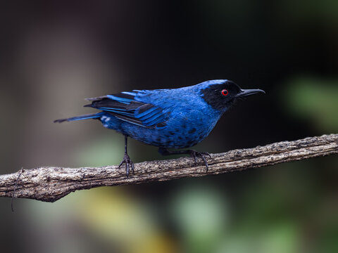 Masked Flowerpiercer on stick against dark background