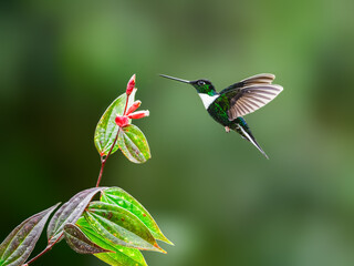 Collared Inca hummingbird in flight collecting nectar from red flower on green background © FotoRequest