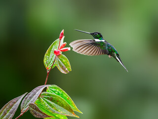 Collared Inca hummingbird in flight collecting nectar from red flower on green background