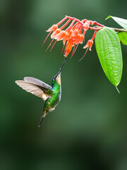 Buff-winged Starfrontlet in flight collecting nectar from red flower on green background © FotoRequest