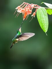Buff-winged Starfrontlet in flight collecting nectar from red flower on green background