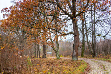 Mystical autumn landscape, old trees near the road