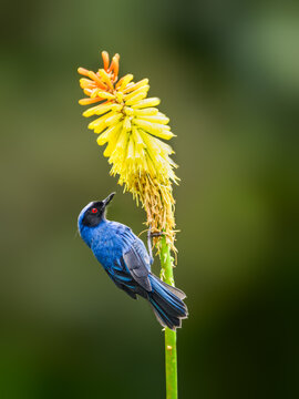 Masked Flowerpiercer on yellow flower stem against dark green background