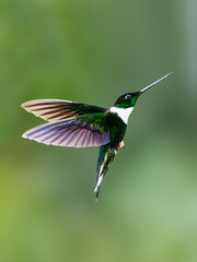 Collared Inca hummingbird in flight collecting nectar from red flower on green background