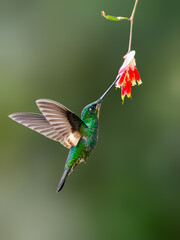 Fototapeta premium Buff-winged Starfrontlet in flight collecting nectar from red flower on green background