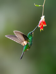 Fototapeta premium Buff-winged Starfrontlet in flight collecting nectar from red flower on green background
