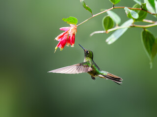 Tyrian metaltail hummingbird in flight collecting nectar from red flower on green background