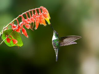Collared Inca hummingbird in flight collecting nectar from red flower on green background © FotoRequest