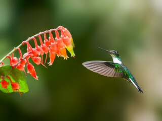 Collared Inca hummingbird in flight collecting nectar from red flower on green background © FotoRequest