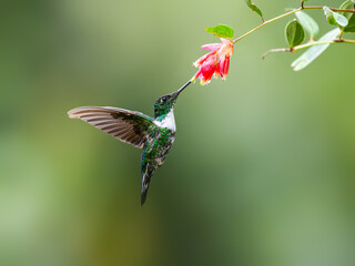 Collared Inca hummingbird in flight collecting nectar from red flower on green background