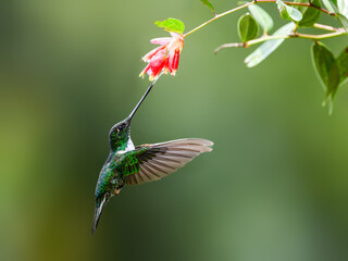 Collared Inca hummingbird in flight collecting nectar from red flower on green background