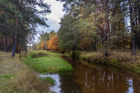 Autumn landscape, dense forest on the river bank with a beautiful reflection of calm water.