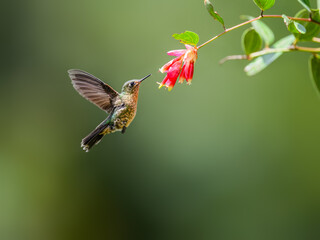 Tyrian Metaltail hummingbird collecting nectar from red flower on green background