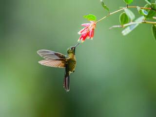 Buff-winged Starfrontlet in flight collecting nectar from red flower on green background