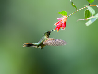 Buff-winged Starfrontlet in flight collecting nectar from red flower on green background
