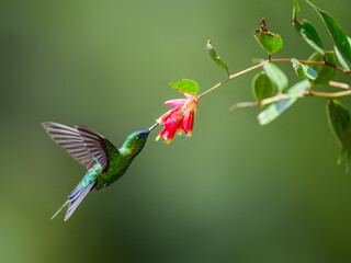 Naklejka premium Sapphire-vented Puffleg hummingbird in flight collecting nectar from red flower on green background
