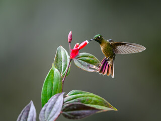 Tyrian Metaltail hummingbird collecting nectar from red flower on green background