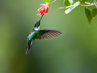 Collared Inca hummingbird in flight collecting nectar from red flower on green background © FotoRequest