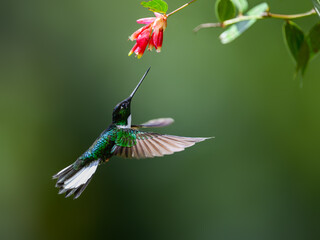 Collared Inca hummingbird in flight collecting nectar from red flower on green background © FotoRequest